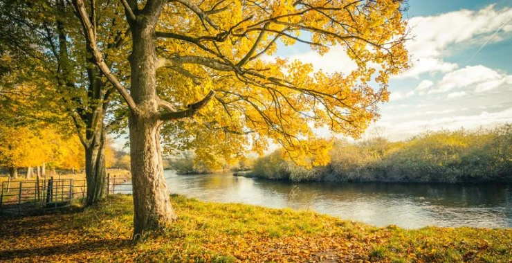 ultimate-care-rosedale-two-bedroom-villa-3709