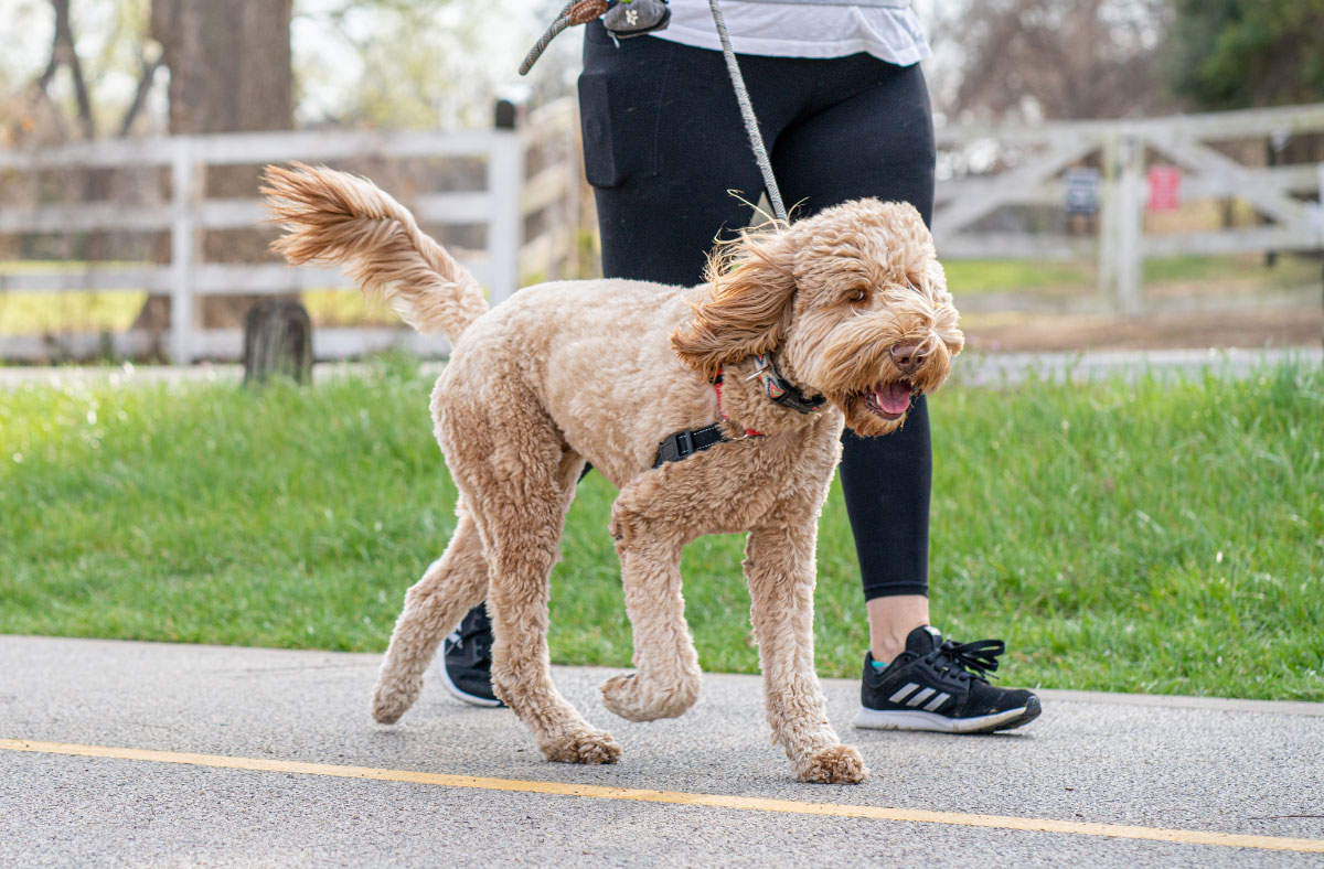 Pets In Retirement Villages: What You Need To Know